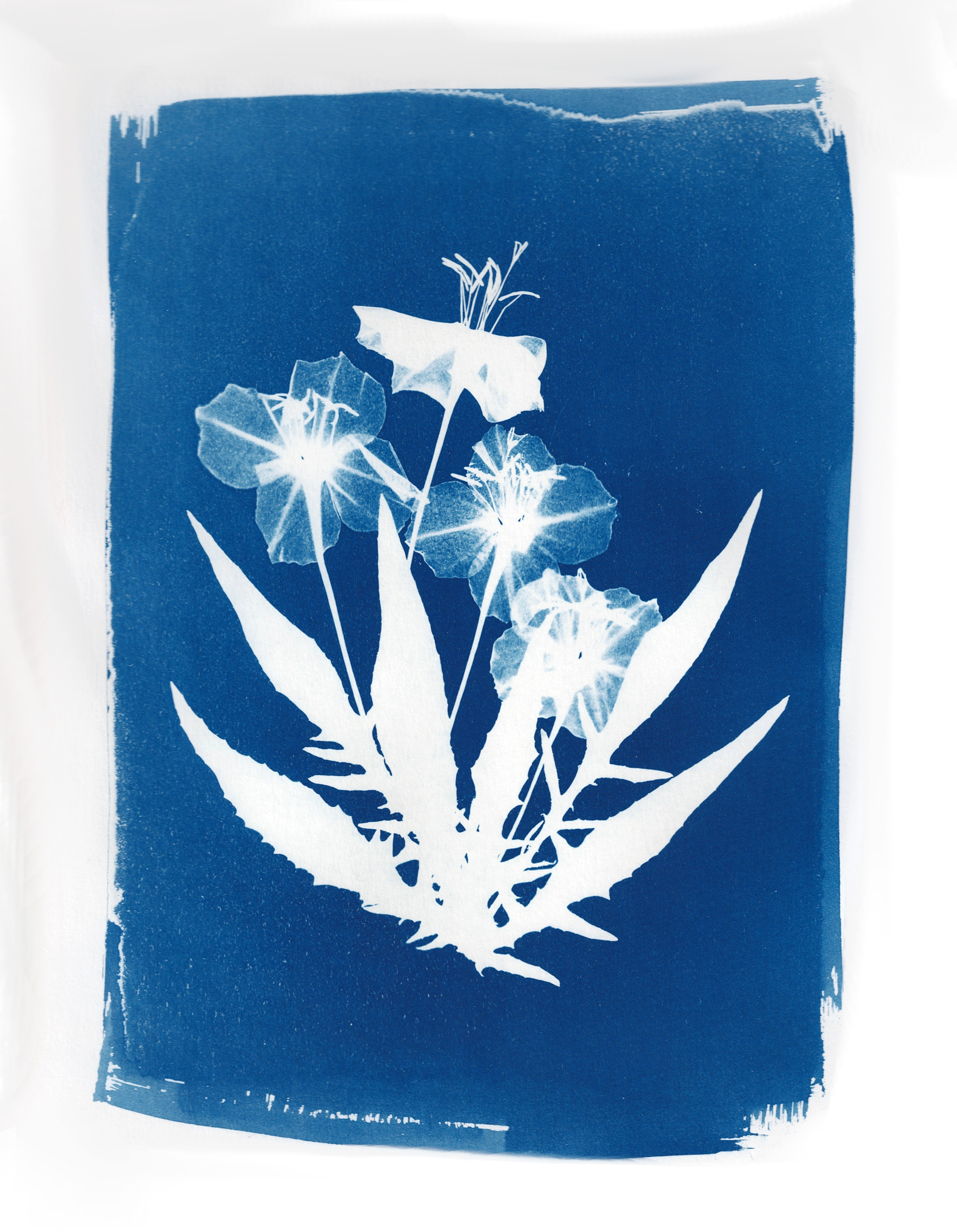Evening Primrose cyanotype photogram showing direct object placement